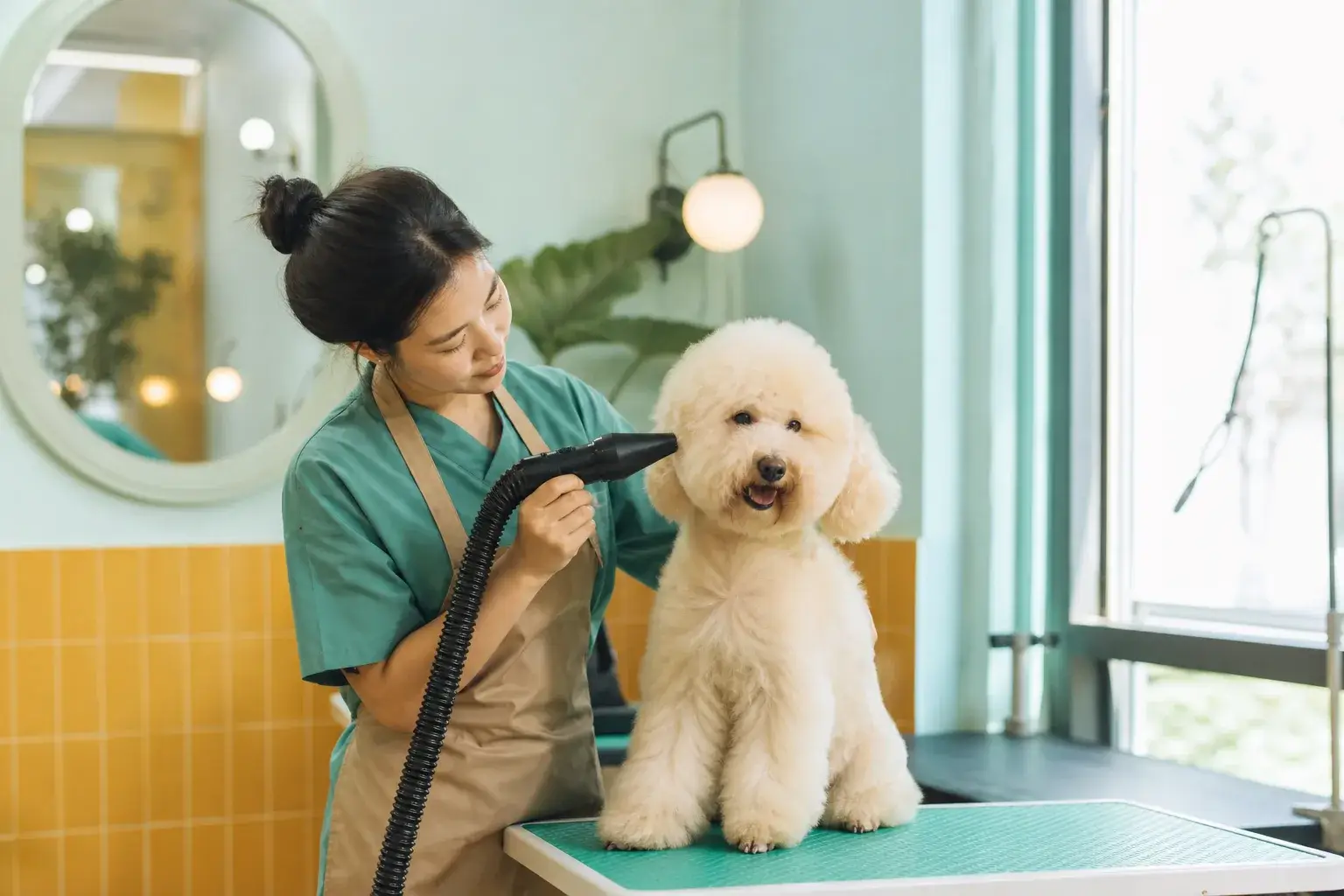 Spa thú cưng